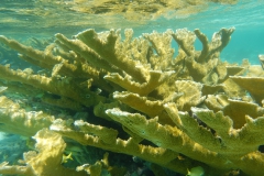 Bonaire Expedition