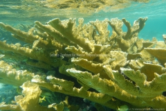 Bonaire Expedition