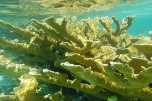 Bonaire Expedition
